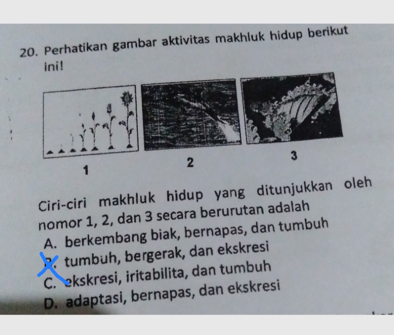 20 Perhatikan Gambar Akti Lihat Cara Penyelesaian Di Qanda