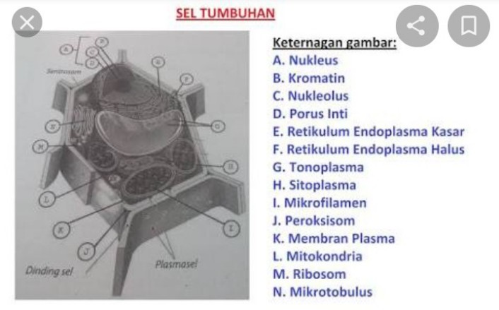 1 Perhatikan Gambar Sel D Lihat Cara Penyelesaian Di Qanda