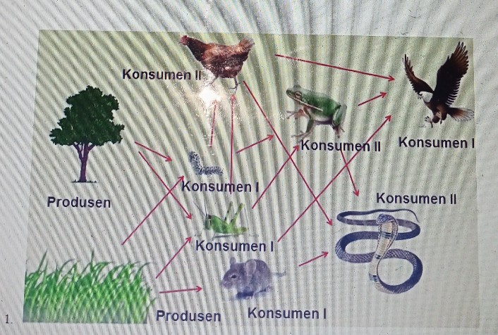 Di Dalam Suatu Ekosistem Descubre Como Resolverlo En Qanda